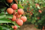 Những người nào cần lưu ý sức khỏe khi ăn vải thiều?